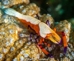Emperor Shrimp!!! by George Touliatos 